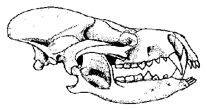 http://www.paleocene-mammals.de/arctocyon.gif