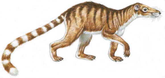 http://www.paleocene-mammals.de/chriacus.jpg
