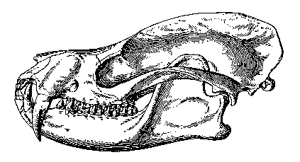 http://www.paleocene-mammals.de/deltatherium.gif