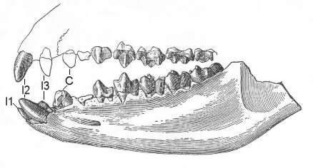 http://www.paleocene-mammals.de/esthonyx.jpg