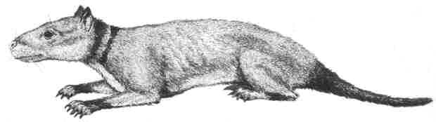 http://www.paleocene-mammals.de/hyopsodus.jpg