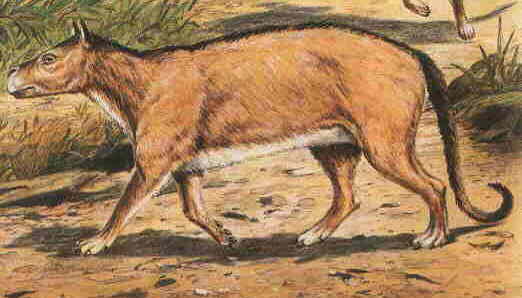 http://www.paleocene-mammals.de/phenacodus.jpg