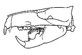 http://www.paleocene-mammals.de/ptilodus_skull.gif