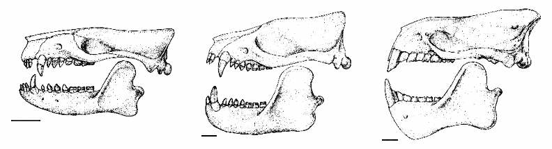 http://www.paleocene-mammals.de/taeniodont_skulls.jpg
