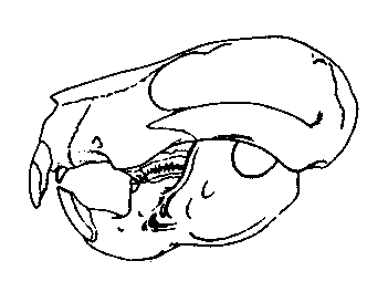 http://www.paleocene-mammals.de/taeniolabis.gif