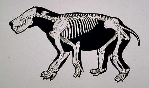 http://www.paleocene-mammals.de/titanoides_skeleton_kelly_taylor.jpg
